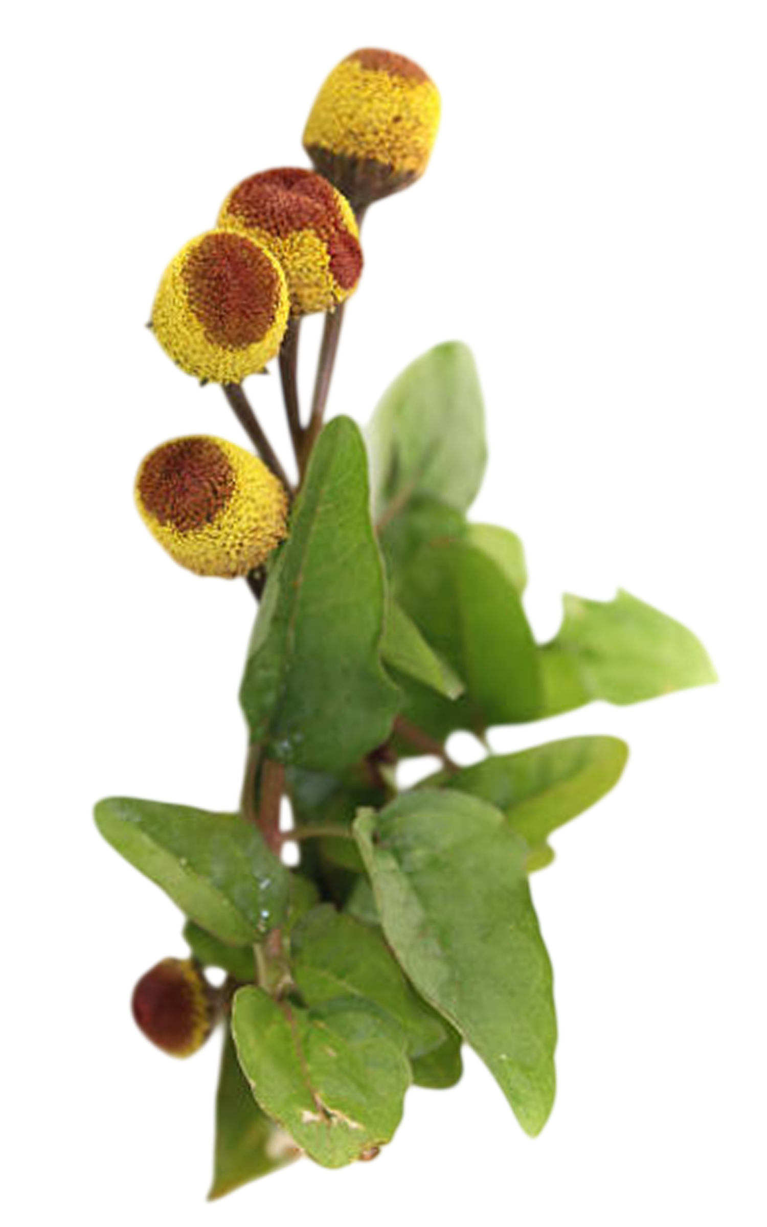 akkalkadha Plant
