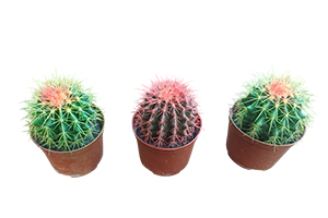 Barrel Cactus