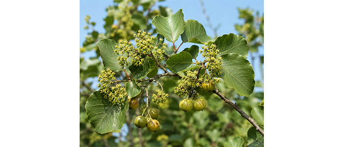 Dhawada Plant