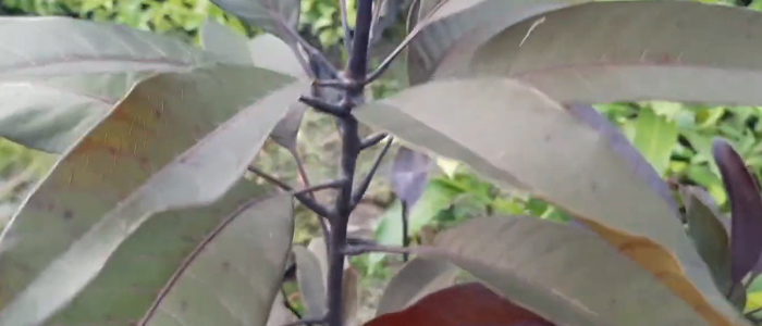 Black Kasturi Mango Tree