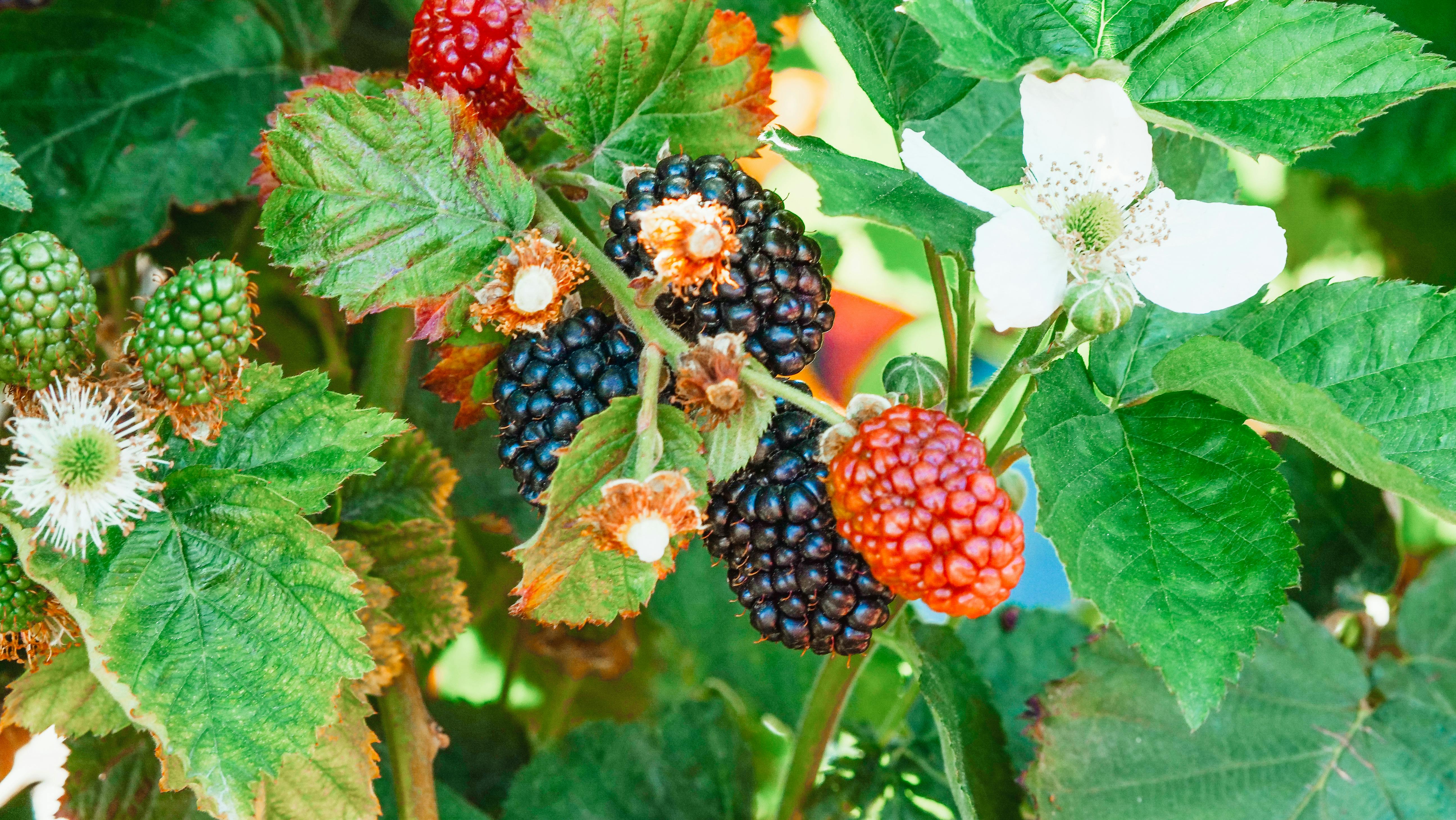 Blackberry Plant
