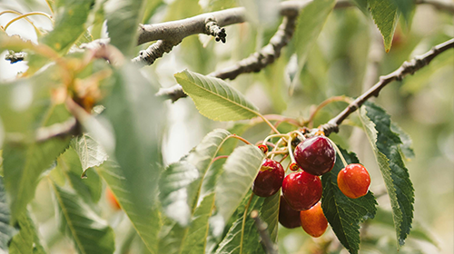 Cherry Fruit Tree