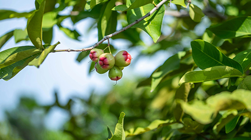 Water Apple Tree