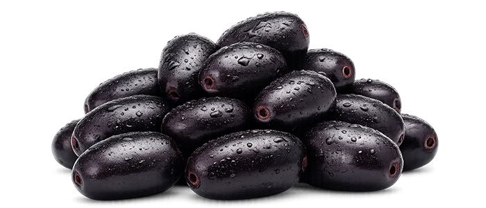 KG 10 Jamun Plant