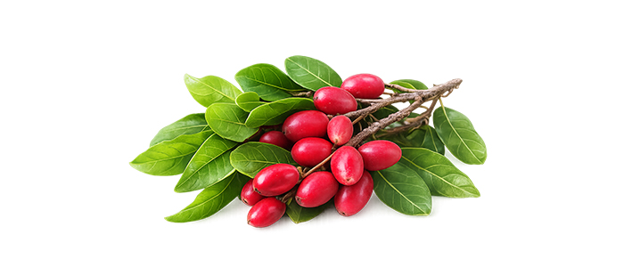Miracle Berry Plant