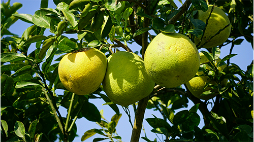 Papanas Citrus maxima Tree