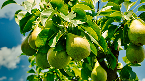 Pear Fruit Tree
