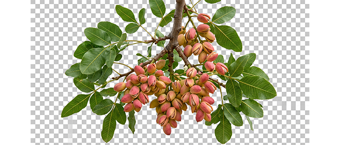 Pistachio Nut Tree