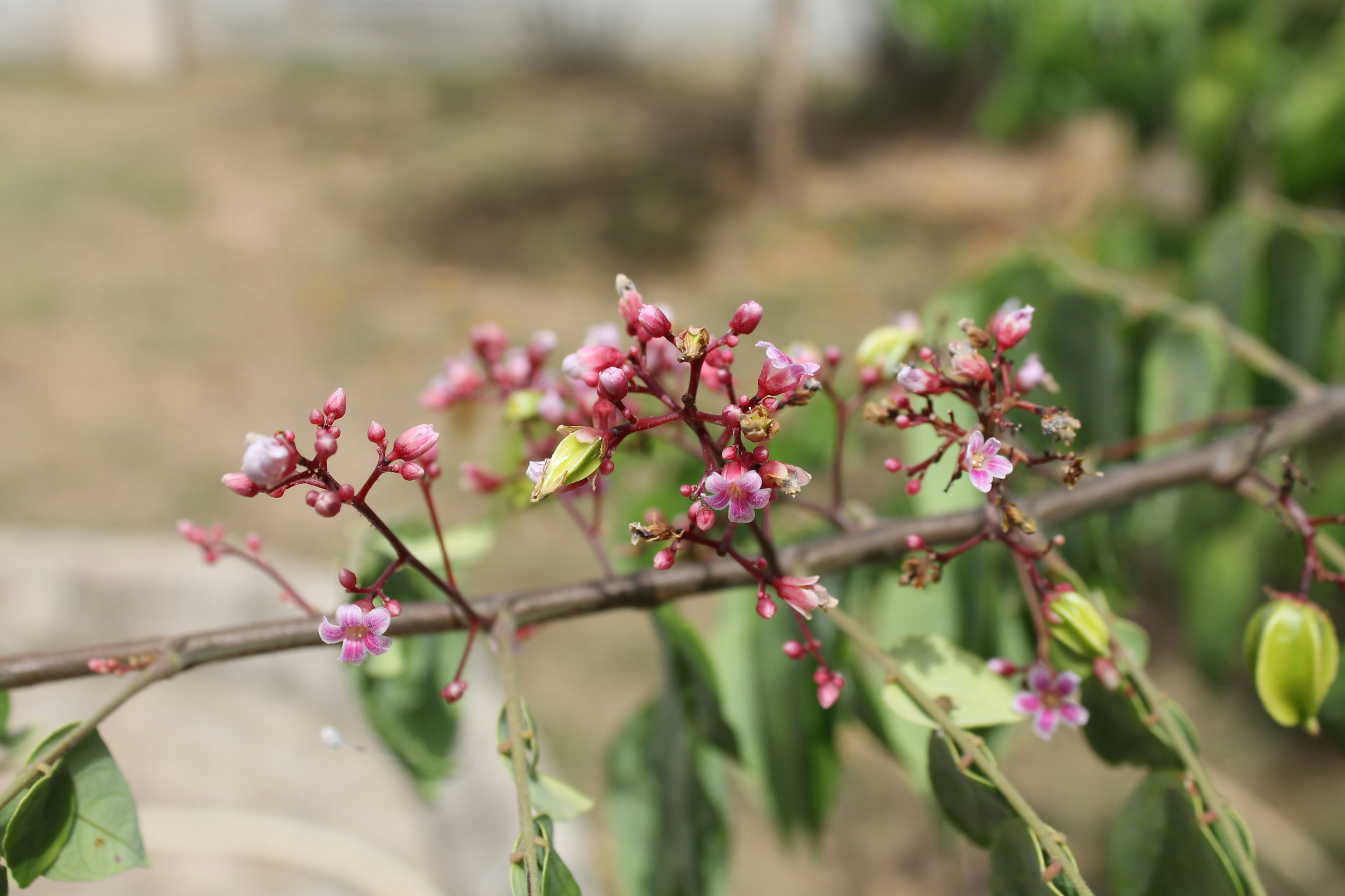 Starfruit Tree