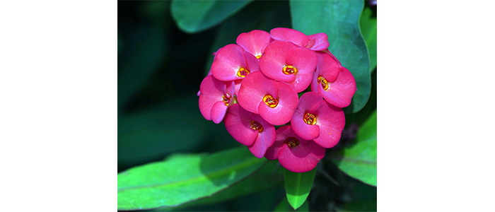 Euphorbia milii