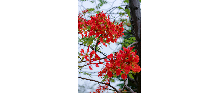 Delonix regia