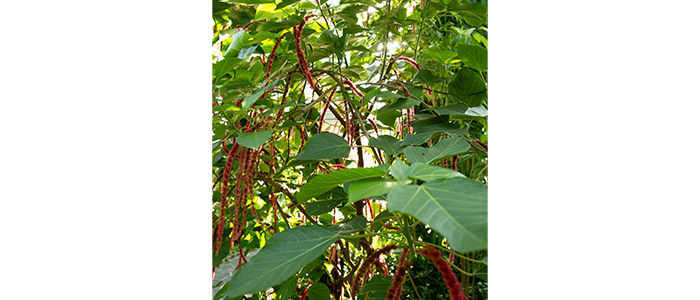 Acalypha hispida