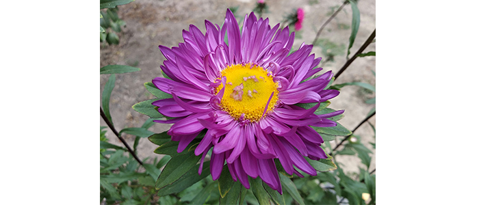 Aster amellus