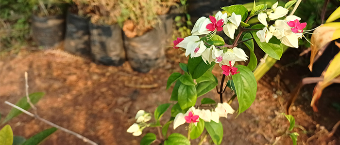 Clerodendrum thomsoniae