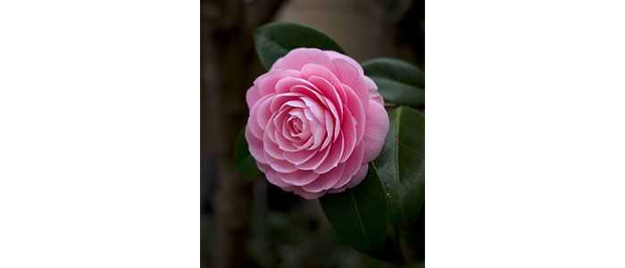 Camellia japonica