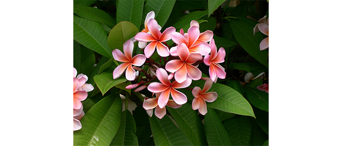 Plumeria Flower