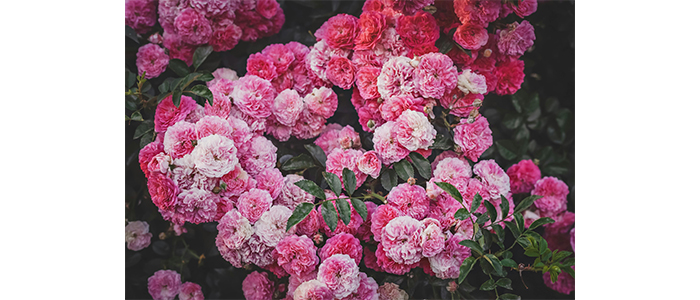Climbing Rose Plant