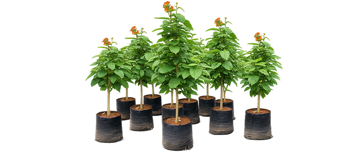 Cordia Sebestena Plant