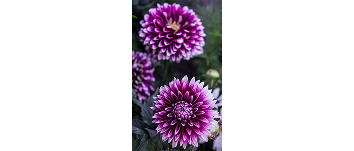 Dahlia Flower Plant
