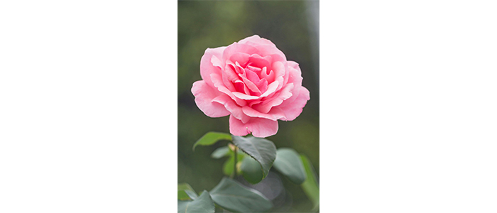 Rosa moschata