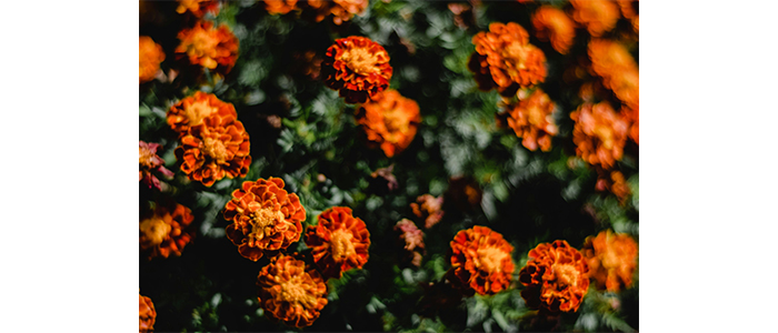 Tagetes patula