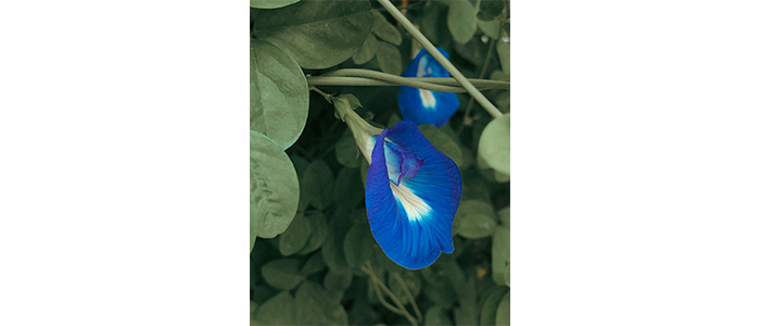 Clitoria ternatea