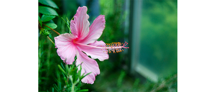 Hibiscus rosa-sinensis