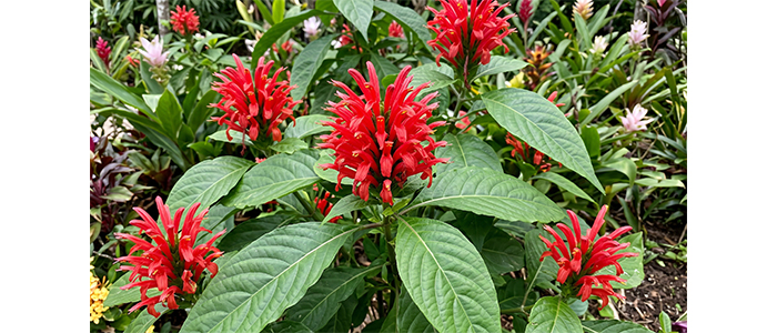 जेकोबिनिया Justicia carnea