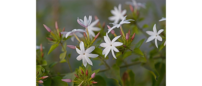 Jasminum multiflorum Kunda