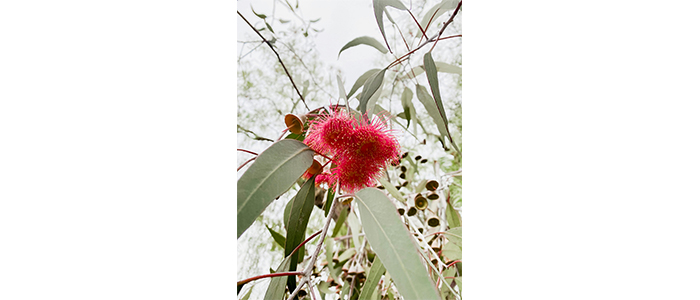 metrosideros excelsa