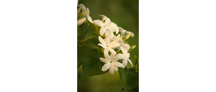 Jasminum sambac