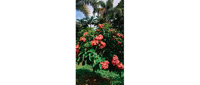 Mussaenda erythrophylla plant