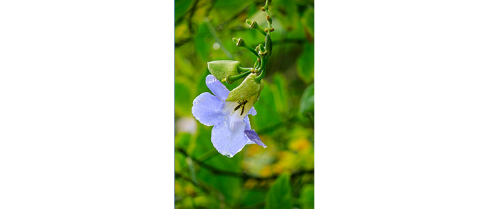 Thunbergia grandiflora