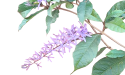 Petrea volubilis