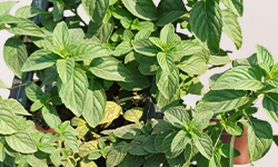 बर्गामोट मिंट रोप