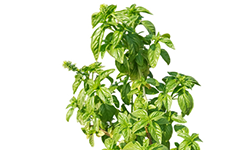 बेसिल रोप