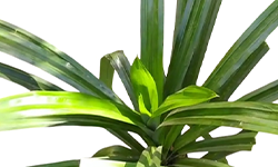 बासमती अन्नपूर्णा रोप