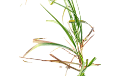 सिट्रोनेला रोप