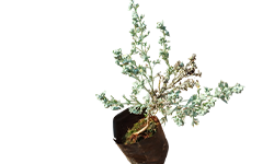 दवणा रोप