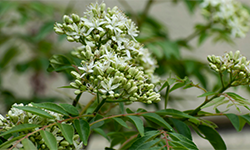 कढीपत्ता रोप