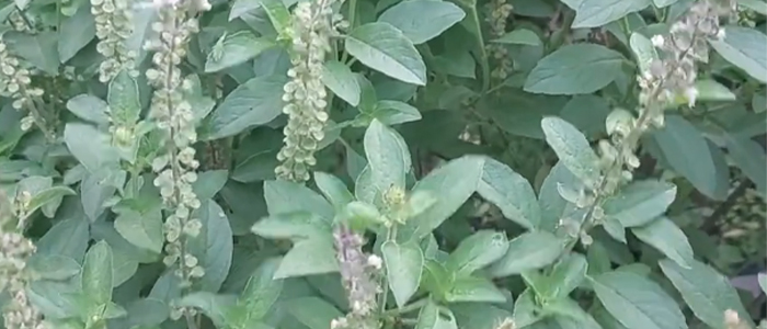 कपूर तुळस Ocimum kilimandscharicum