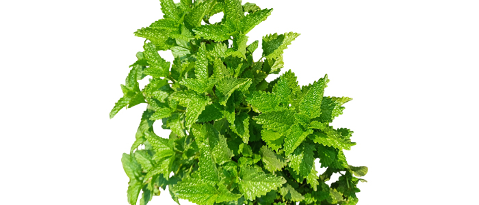 लेमन बाम