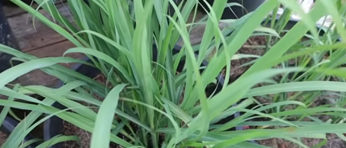 गवती चहा