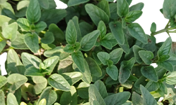 ऑरेगानो रोप