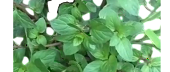 पेपरमिंट