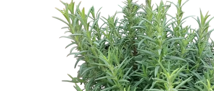 रोझमेरी 