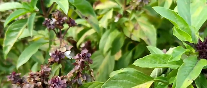 सब्जा तुळस