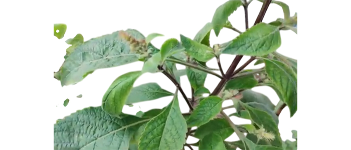 वैजयंती तुळस