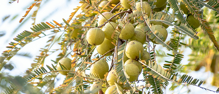 Amla Plant