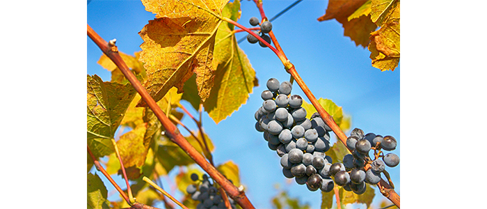 Black Grapes Plant
